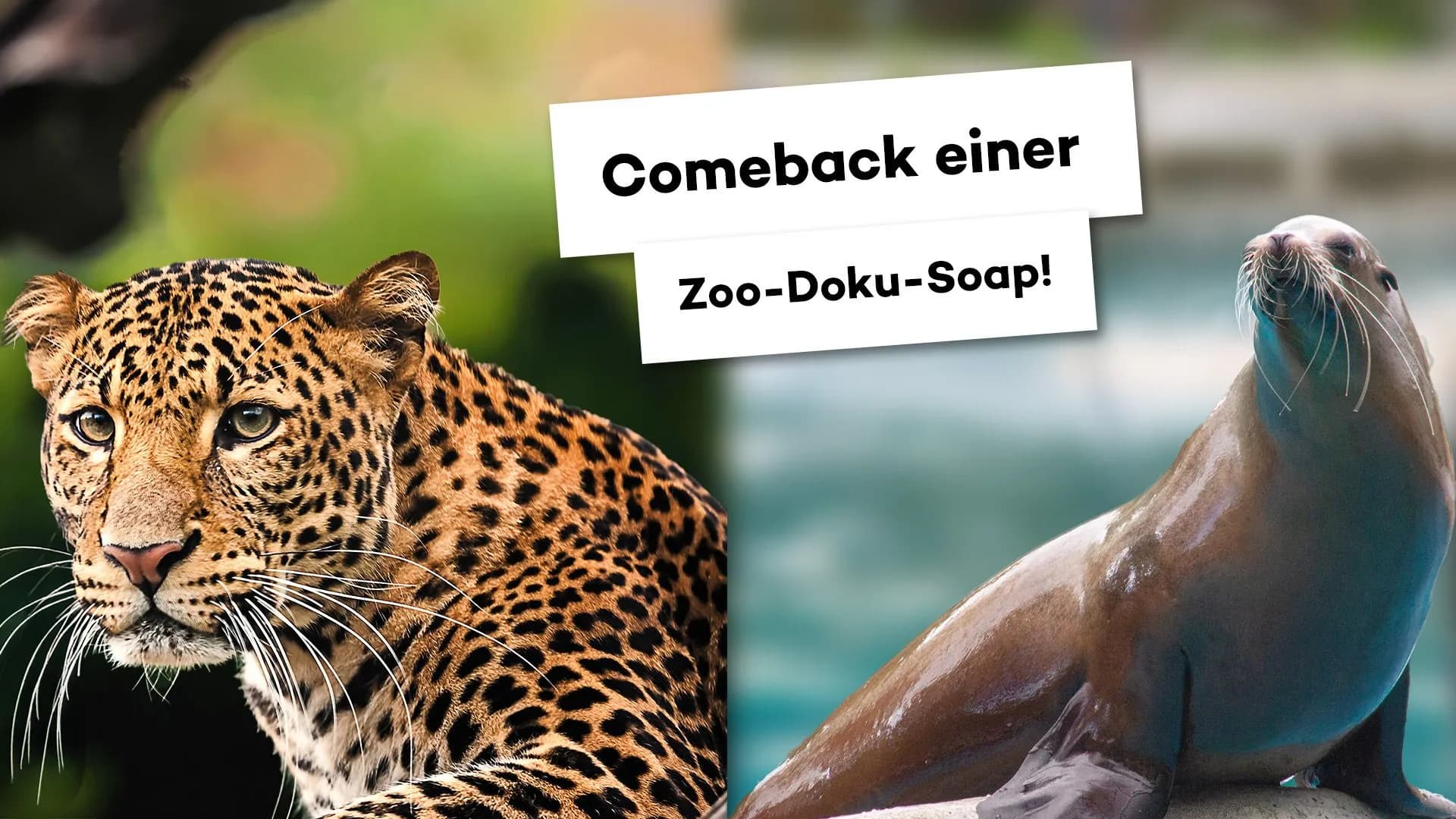 Leopard Masked Singer Nach 7 Jahren Pause zeigt ARD-Sender heute neue Folgen einer beliebten ...